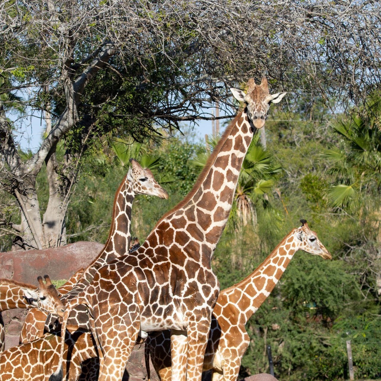 Gladys Porter Zoo